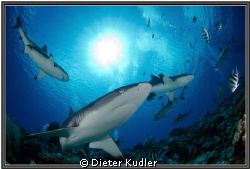 "Under the Sun", Sharks at Vertigo, Yap Island, Micronesi... by Dieter Kudler 